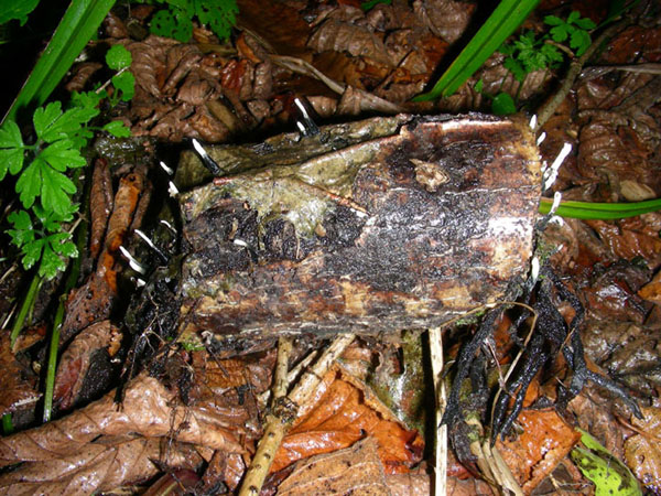 Xylaria hypoxylon