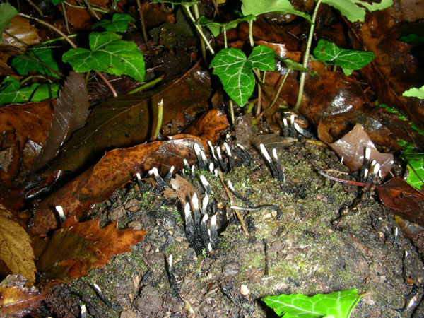 Xylaria hypoxylon