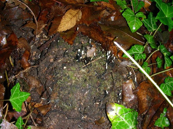 Xylaria hypoxylon