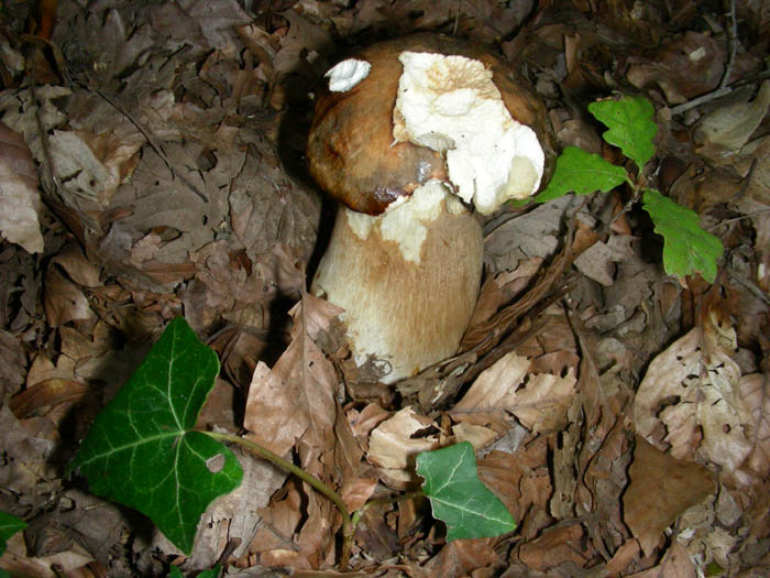 escursione oggi 25.9.09.solo micro funghi