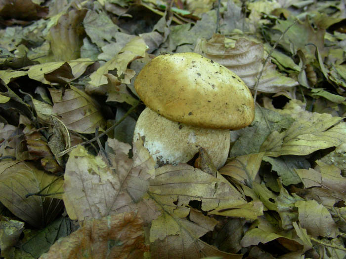 escursione oggi 25.9.09.solo micro funghi