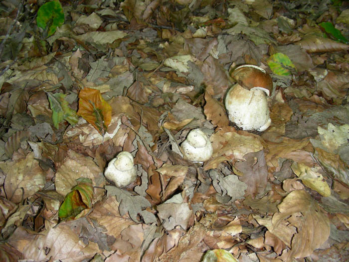 escursione oggi 25.9.09.solo micro funghi