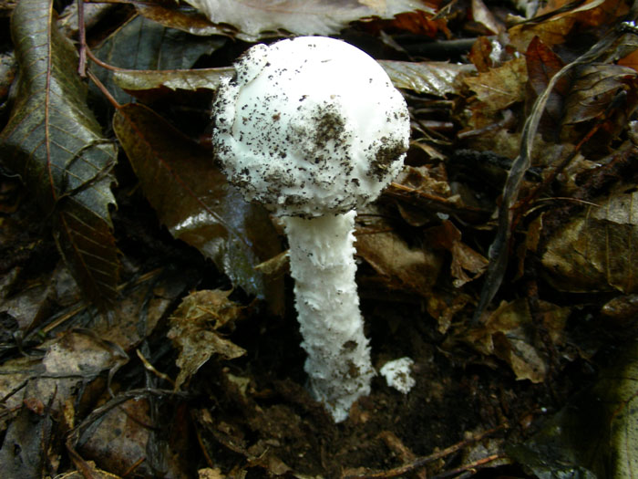 Amanita fotog.il 18.10.08.