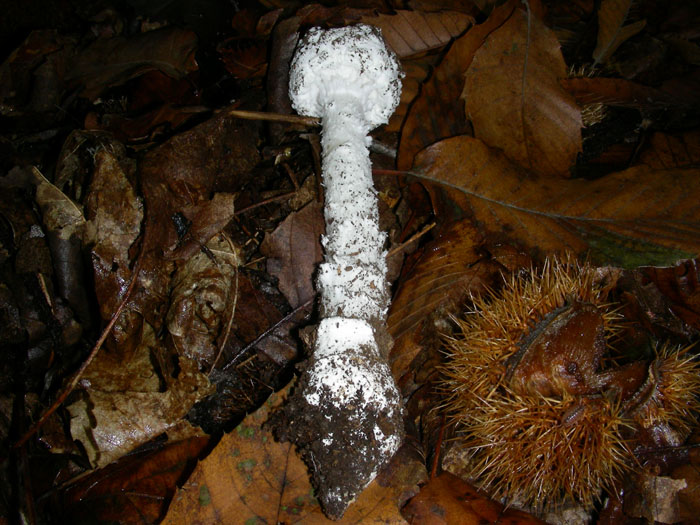 Amanita fotog.il 18.10.08.