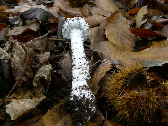 Amanita fotog.il 18.10.08.