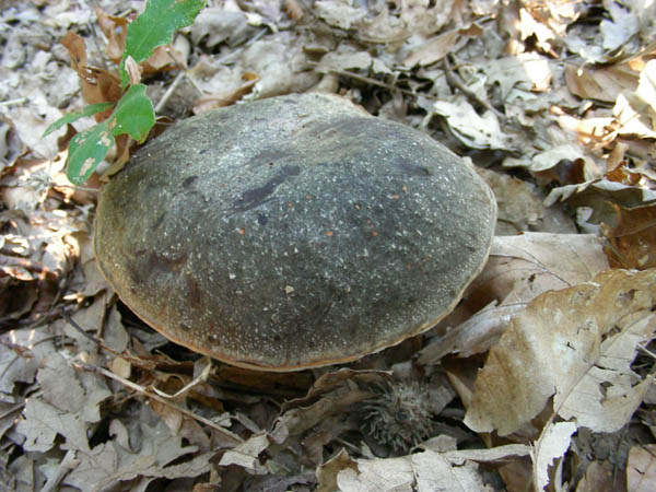 Boletus fotog.il 29.09.09