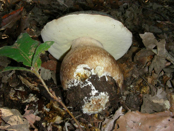 Boletus fotog.il 29.09.09