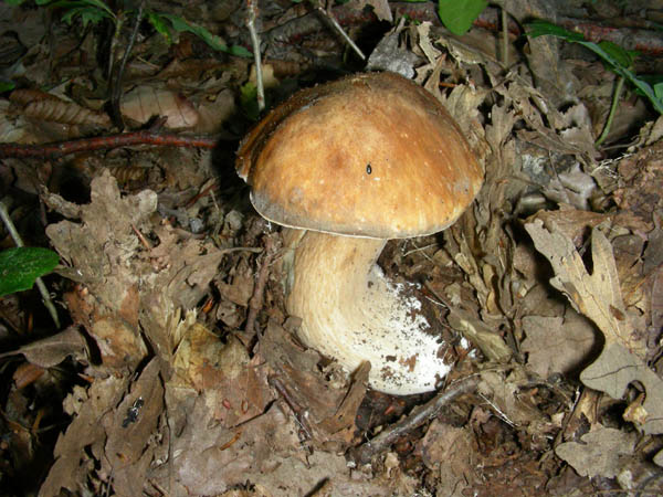 Boletus fotog.il 29.09.09