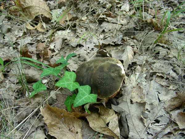 Boletus fotog.il 29.09.09