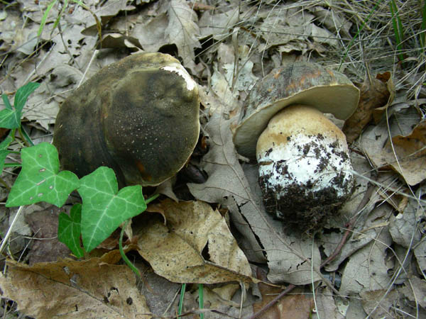 Boletus fotog.il 29.09.09