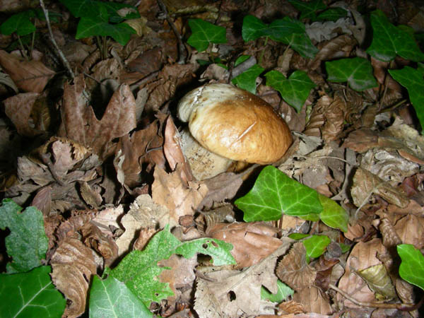 Boletus fotog.il 29.09.09