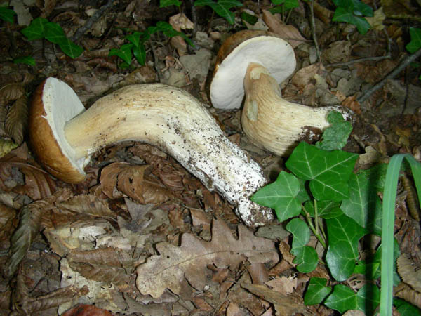 Boletus fotog.il 29.09.09