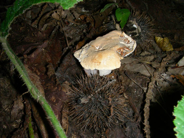 Hydnum repandum fotogr.1.10.09.