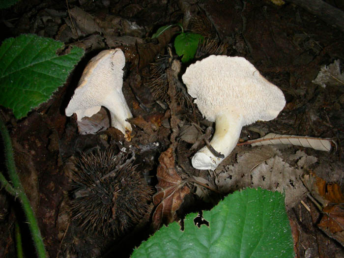 Hydnum repandum fotogr.1.10.09.