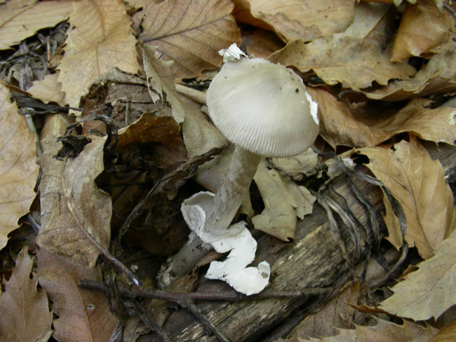 Amanita vaginata. var?