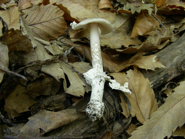 Amanita vaginata. var?