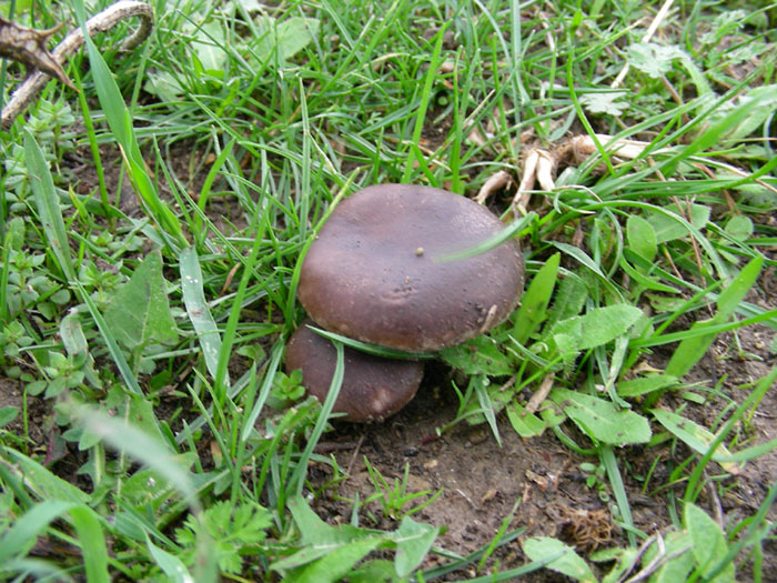 Pleurotus eryngii.