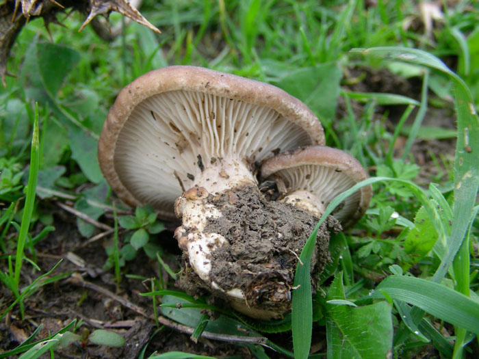 Pleurotus eryngii.