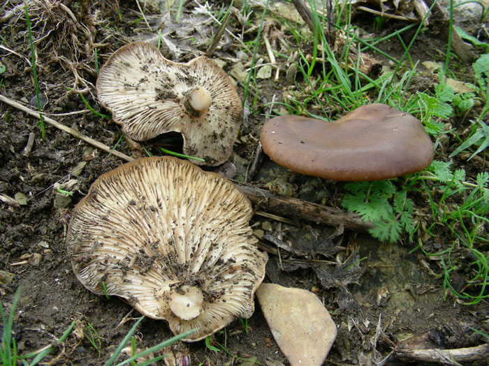 Pleurotus eryngii.