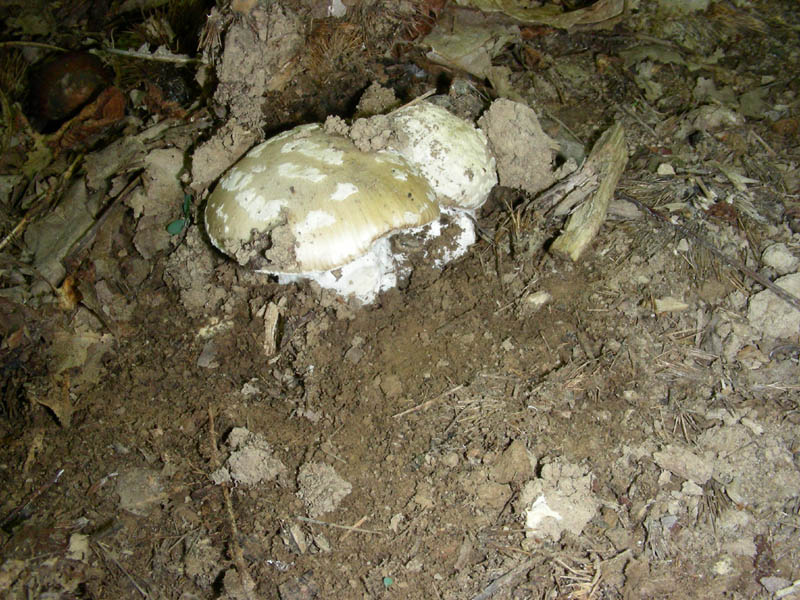 Amanita da determinare fotog.il 20.10.09