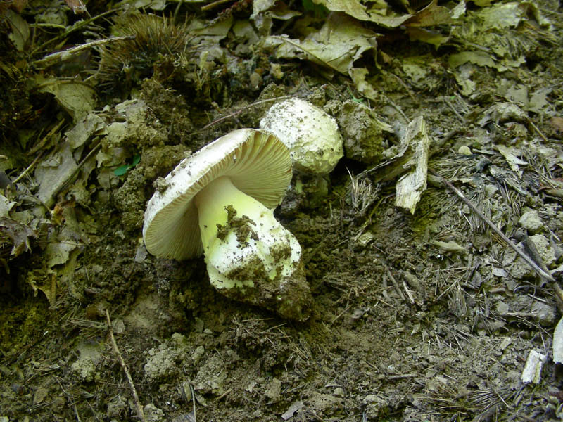 Amanita da determinare fotog.il 20.10.09