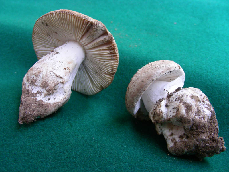 Amanita da determinare fotog.il 20.10.09