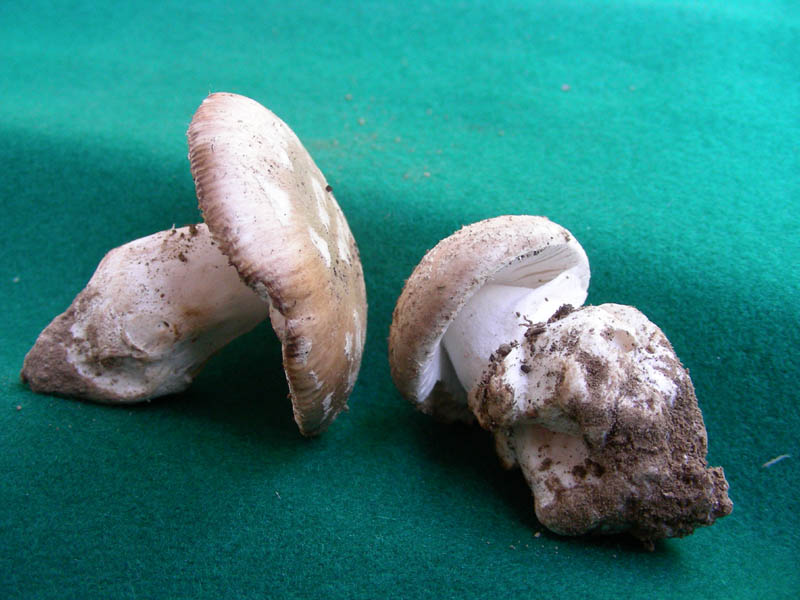 Amanita da determinare fotog.il 20.10.09