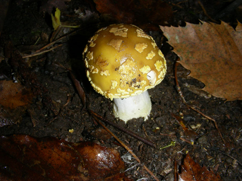 Amanita