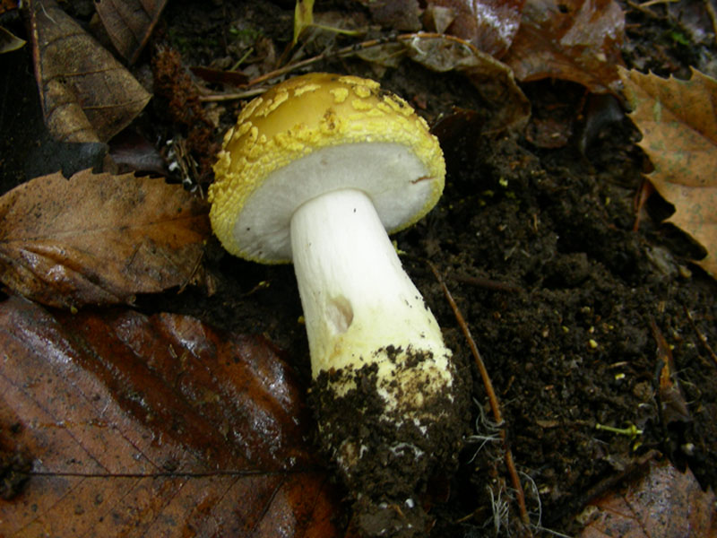 Amanita