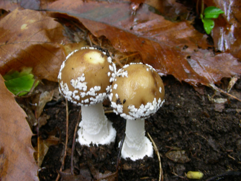 Amanita pantherina fotog.31.10.08.