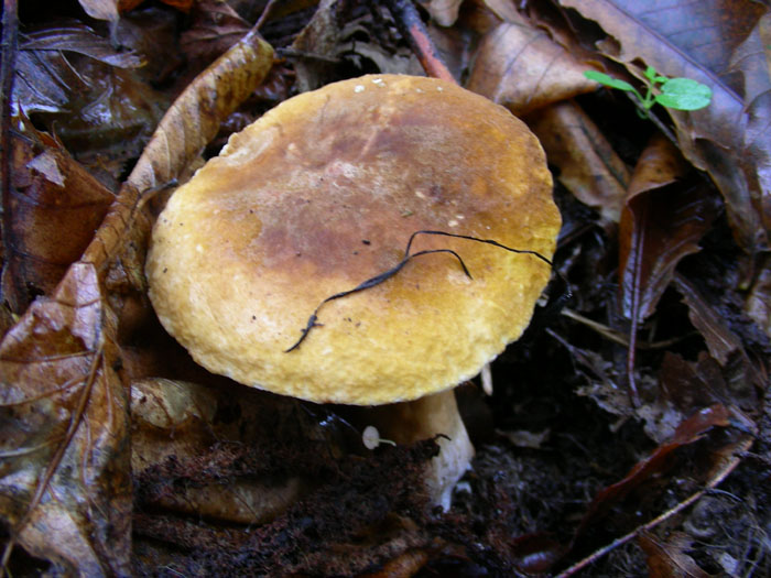 Gyroporus castaneus.