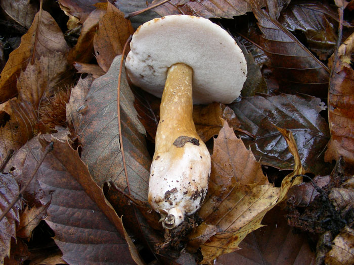 Gyroporus castaneus.