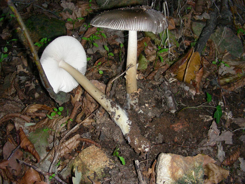 Amanita fotog.il27.10.09