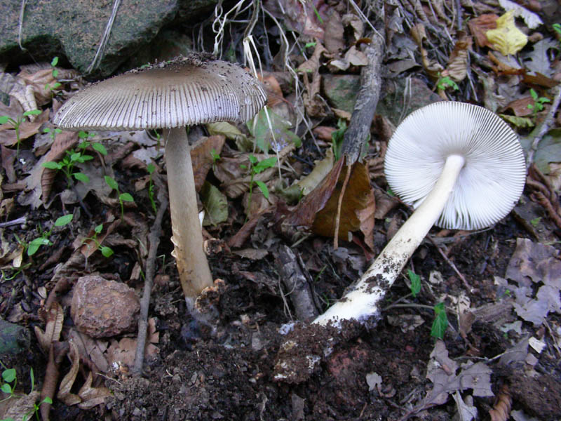 Amanita fotog.il27.10.09