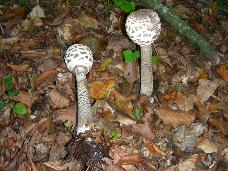 Macrolepiota fotog. il 27.10.09.