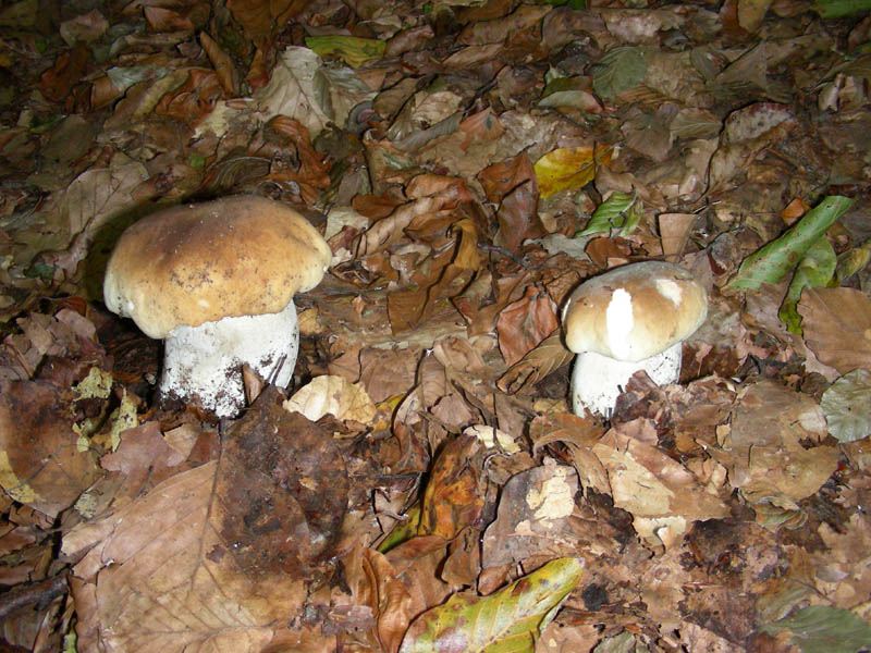 BOLETUS fotog.il 27.10.09.