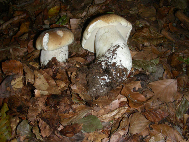 BOLETUS fotog.il 27.10.09.