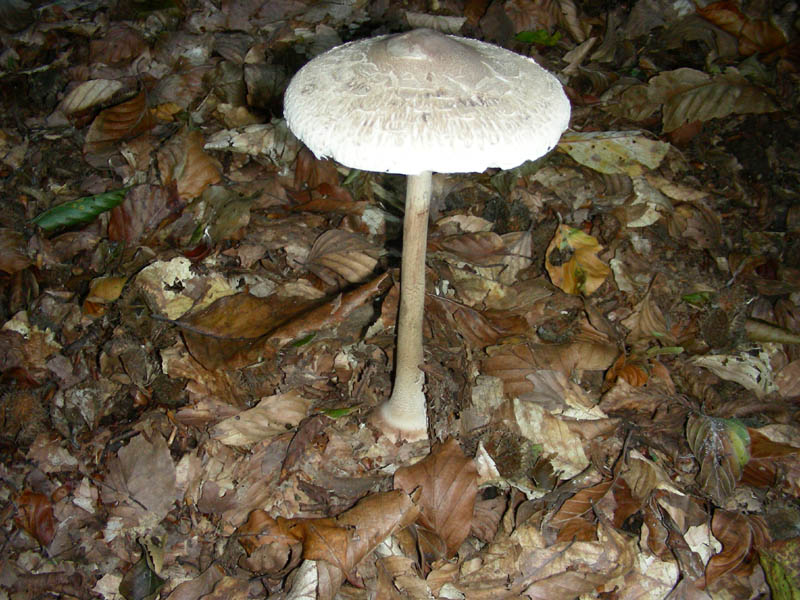 Macrolepiota fotog. il 27.10.09.