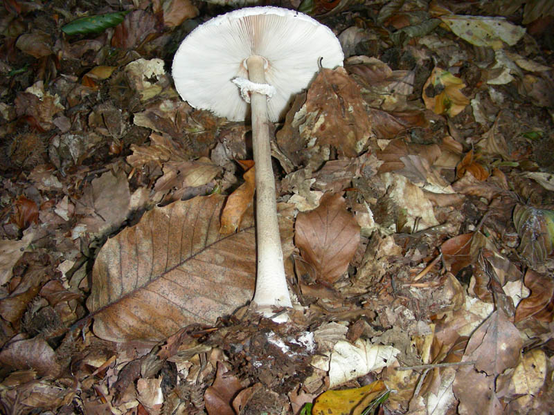 Macrolepiota fotog. il 27.10.09.