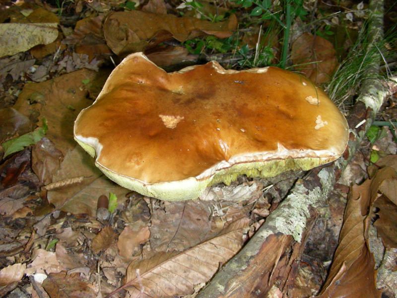 BOLETUS fotog.il 27.10.09.