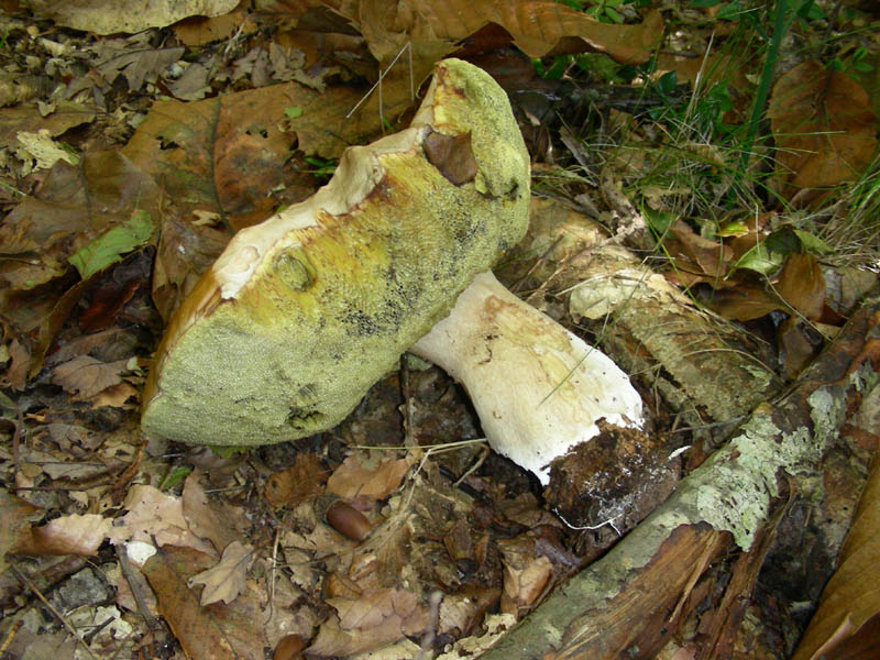 BOLETUS fotog.il 27.10.09.