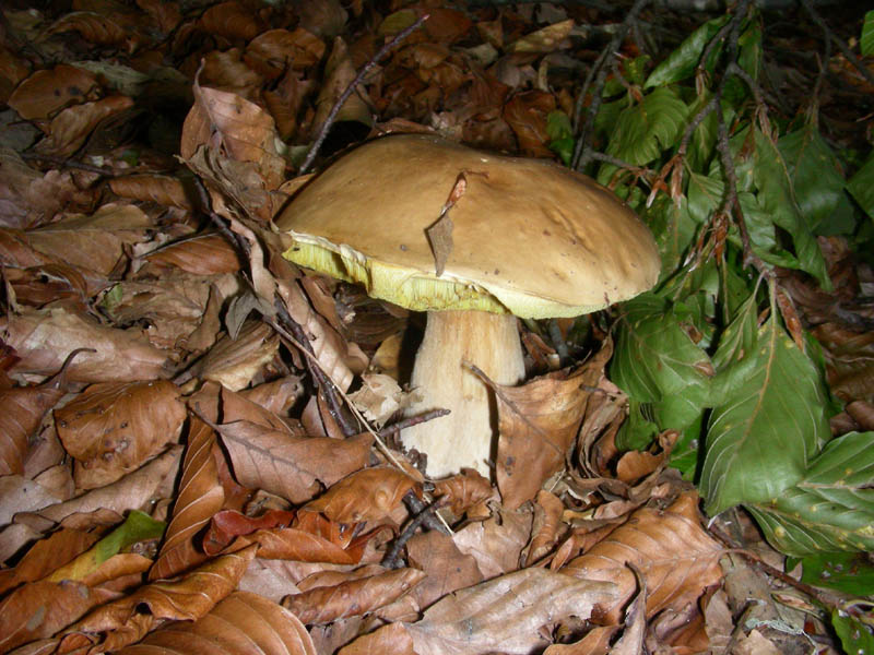 BOLETUS fotog.il 27.10.09.