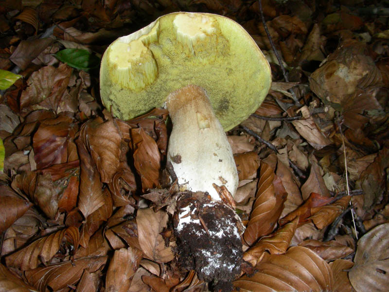 BOLETUS fotog.il 27.10.09.