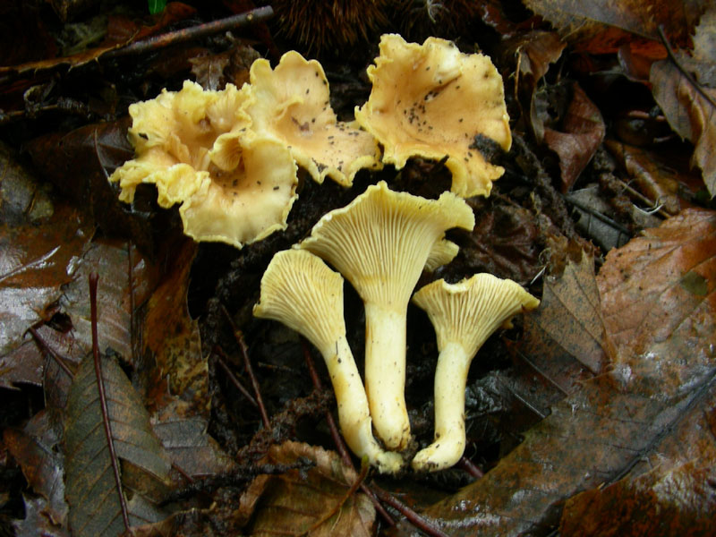 Cantharellus