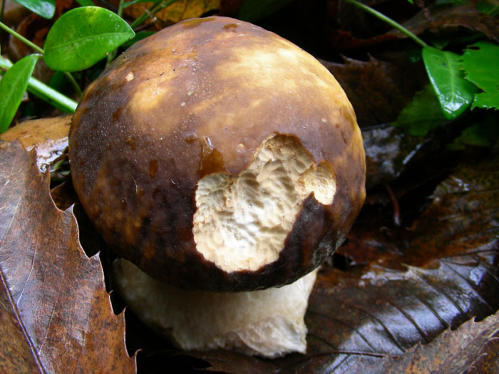 Sono arrivato dopo le lumache: Boletus aereus 04.11.08