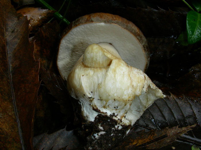 Sono arrivato dopo le lumache: Boletus aereus 04.11.08