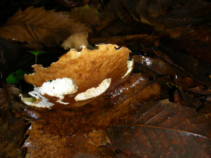 Sono arrivato dopo le lumache: Boletus aereus 04.11.08