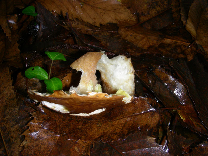 Sono arrivato dopo le lumache: Boletus aereus 04.11.08