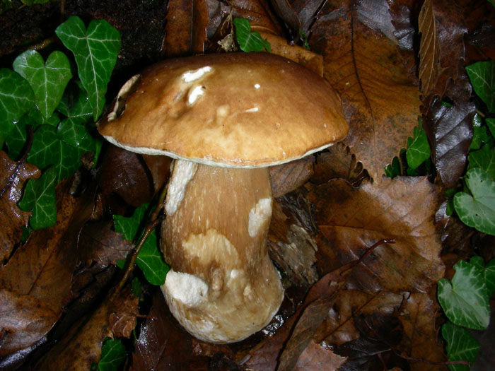 Boletus edulis