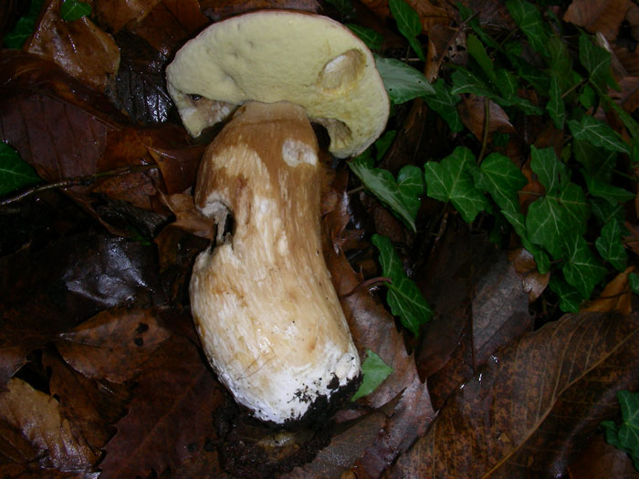 Boletus edulis